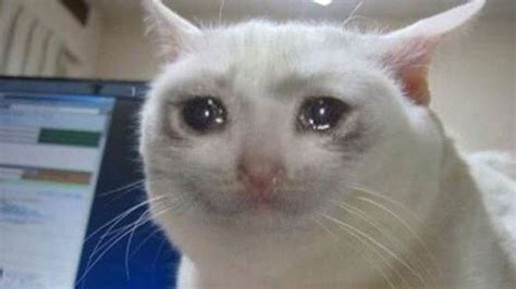 Crying Cat Meme Know When You Should Use It The Canine Buddy