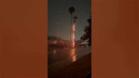 Palm Tree Catches Fire After Lightning Strikes During Monsoon