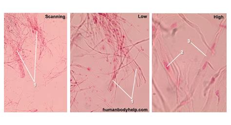 Smooth Muscle Tissue – Human Body Help