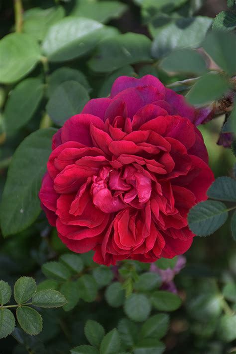 The Dark Lady Rose (Rosa 'The Dark Lady') in Drums Mountaintop Wilkes ...