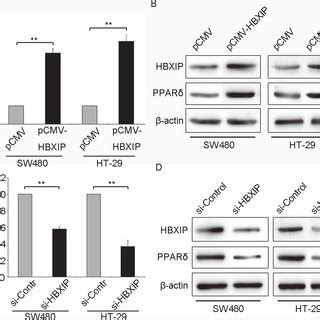 HBXIP up regulates PPARδ expression in colonic cancer cells A The