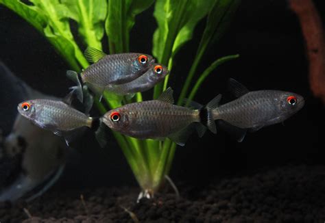 Red Eye Tetra Natural Environment Aquatix