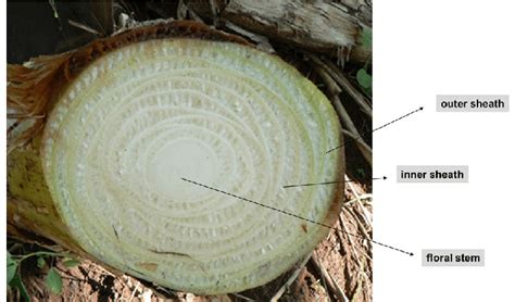 Banana Tree Pseudostem Parts From Inner To Outside Floral Stem