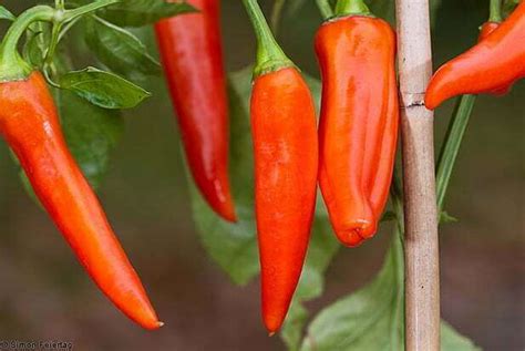 Capsicum Annuum Var Longum C Frutescens Hot Peppers Plantinfo