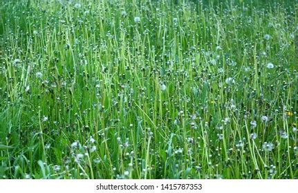 206 Naked Dandelion Images Stock Photos Vectors Shutterstock
