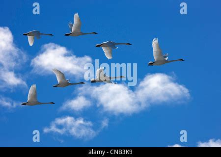 Trumpeter swans in flight during Spring migration, Marsh Lake, Yukon ...