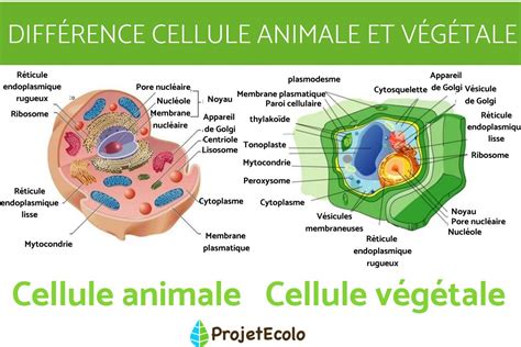 Différence entre cellule ANIMALE et VÉGÉTALE SCHÉMA et TABLEAU