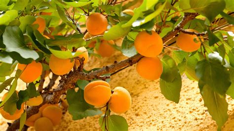 Apricot Tree Care And Grow Tips (Stunning Benefits) - Gardening Tips ...