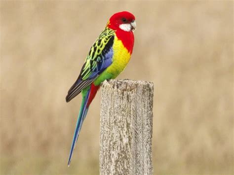 Eastern Rosella - eBird | Australian native birds, Australian parrots, Australian birds