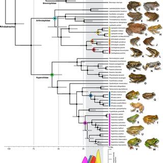 (PDF) The evolution of reproductive diversity in Afrobatrachia: A ...