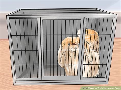 How to Train Havanese Dogs (with Pictures) - wikiHow