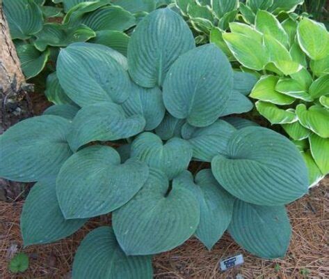 Blue Veil Hosta The Naked Gardener