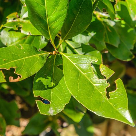 How To Get Rid Of Vine Weevils 5 Natural Ways To Protect Your Plants From These Irritating Pests