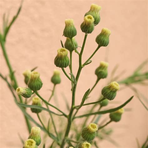 Flax-Leaf Fleabane (Erigeron bonariensis)