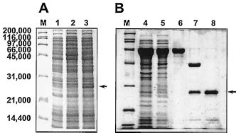 Expression And Puri Fi Cation Of Glxr In E Coli A The Glxr Protein