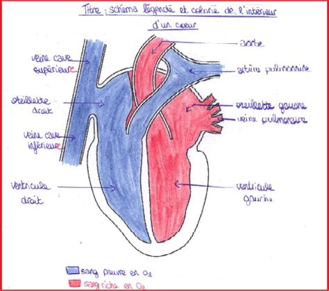 La Circulation Sanguine Cours De Svt Me Vive Les Svt