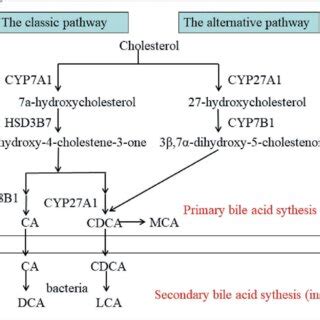 Mechanisms Of Bile Acid Feedback Regulation Of Bile Acid Synthesis