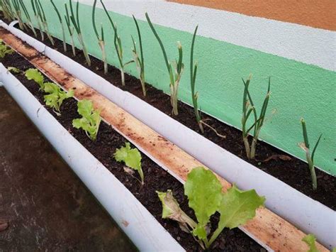 Em Canos De Pvc Horta Orgânica Feita De Jeito Fácil Pode Ocupar Um