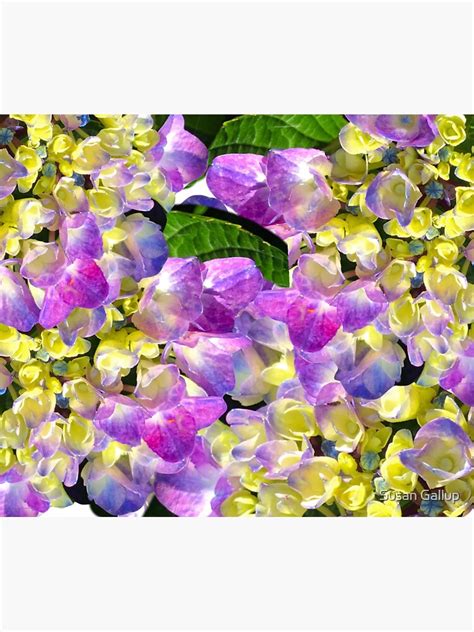 Vivid And Bright Hydrangeas Sticker For Sale By Dillyzip1202 Redbubble