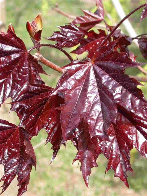 Acer Platanoides Crimson King Japanese Maple Garden Trees Lucan