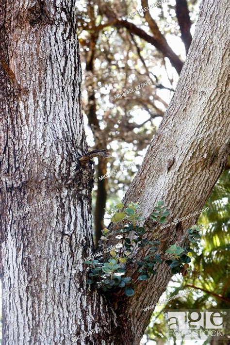 Symbiosis between Koa tree (Acacia koa), and Ohia Lehua flowers ...