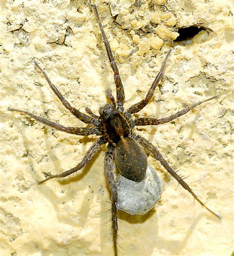 Wolf Spider With Egg Sac Pardosa Bugguidenet