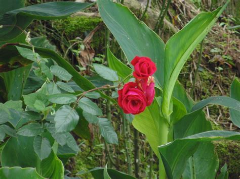 Rodada Termales Tierra Viva Manizales Flickr