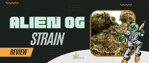 Alien Og Strain Review A Stoney Review You Dont Want To Miss 420