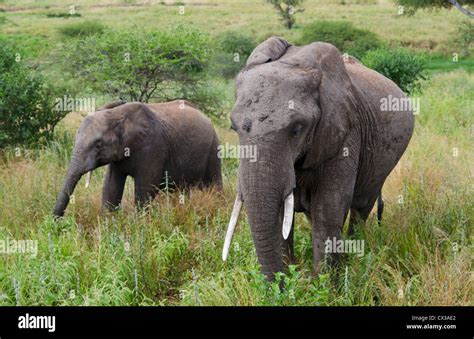 Parque Nacional Tarangire De Tanzania África Safari De Elefantes Cerca