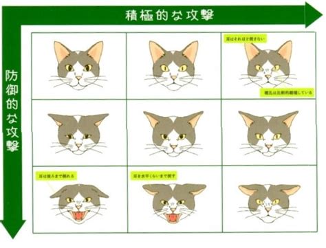 猫の感情表現 泉南動物病院 大阪府泉南郡熊取町の動物病院 インフォームドコンセントを基本に、愛犬・愛猫・ペットの健康をサポートし