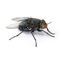 Midge Fly Identification, Habits & Behavior | Batzner Pest Control in WI