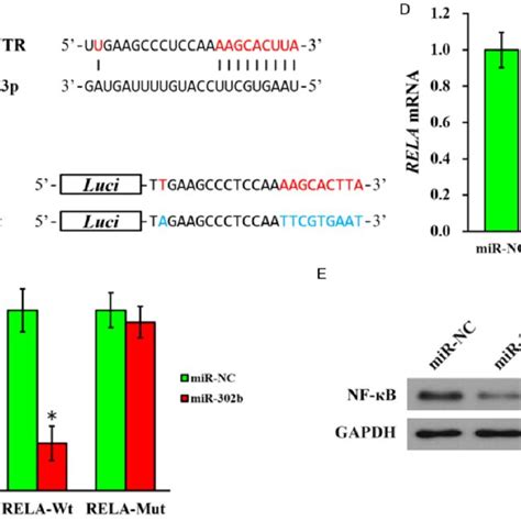 Mir 302b 3p Directly Targets The 3utr Of Rela Mrna And Inhibits Rela