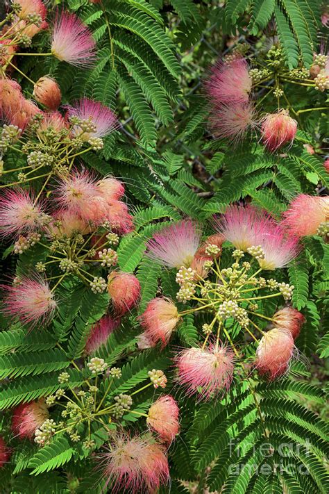 Persian Silk Tree Growing Conditions At Tabitha Abernathy Blog