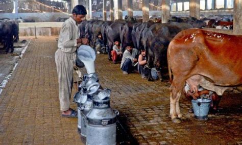 Govt Working On Laws To Revive Dairy Sector Business Dawncom