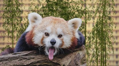 Funny Red Panda