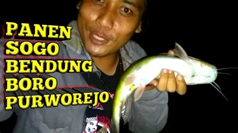 Mancing Malam Ikan Sogo Di Bendung Boro Purworejo Youtube