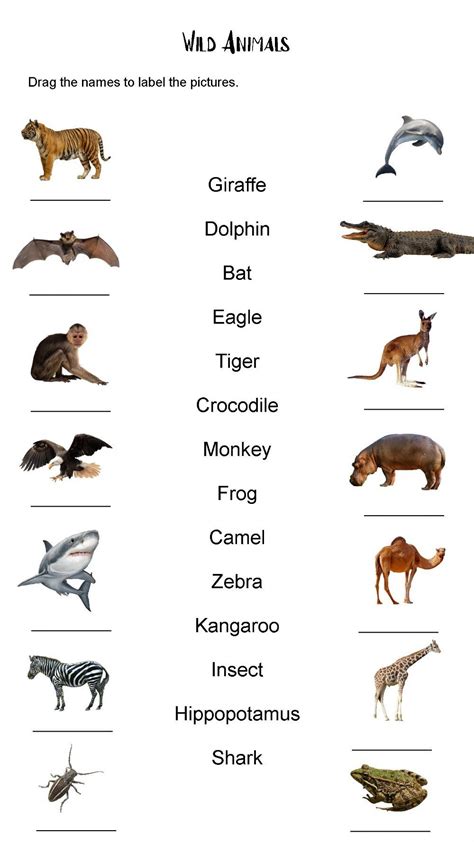 Wild Animals Worksheets