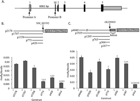 Promoter A and promoter B luciferase reporter constructs are expressed ... 