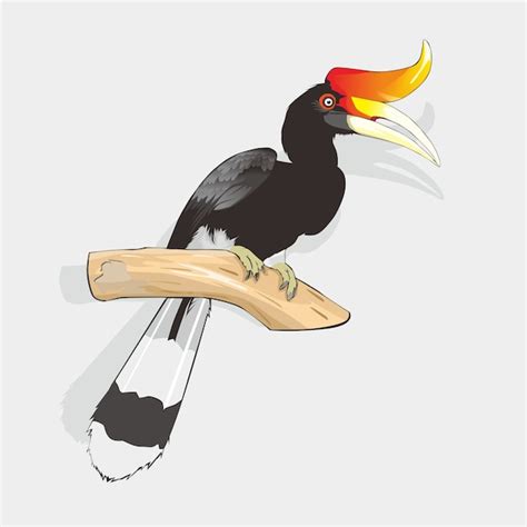 Vector Burung Enggang