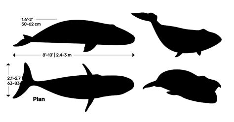 Humpback Whale (Megaptera novaeangliae) Dimensions & Drawings ...