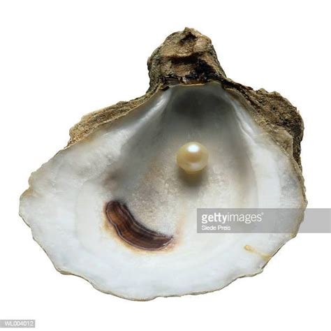 116 Pearl Inside Oyster Shell Stock Photos High Res Pictures And