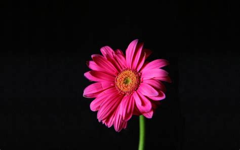 Gerbera Daisy Wallpapers - Wallpaper Cave