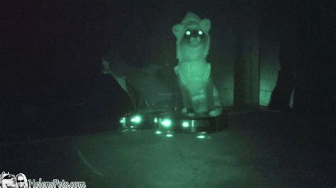 Nighttime Footage of a Cat in a Shark Costume Riding a Roomba