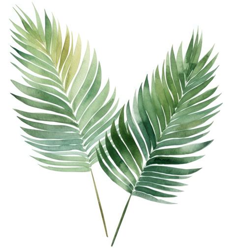 Green watercolor palm leaf isolated 27848049 Stock Photo at Vecteezy