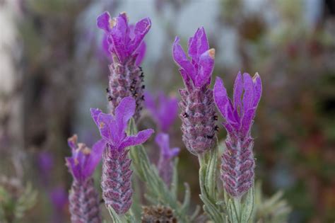 Lavendel Blommar Gratis Stock Bild Public Domain Pictures