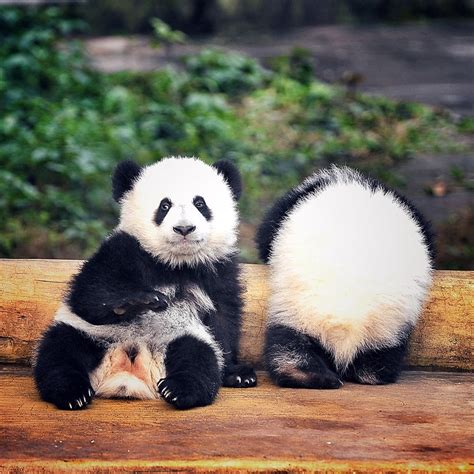 panda panda ovunque wired