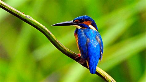 Best Wildlife Sanctuaries in Kerala - Kerala Tourism