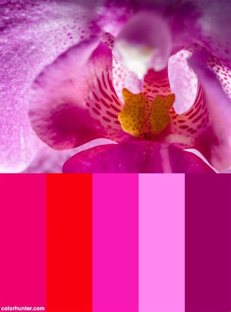 Orchid Color Palette | Orchid color, Orchids, Color palette