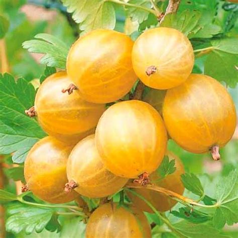 Крыжовник Русский желтый купить саженцы почтой из питомника «АГРОФОНД»