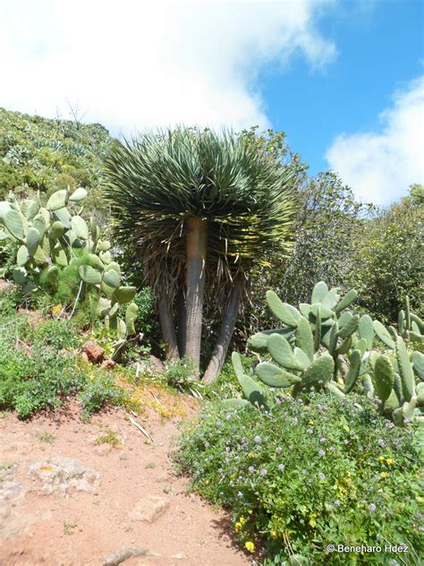 Naturaleza De Anaga Dragos De Anaga Ejemplares Del Barranco De Valleseco